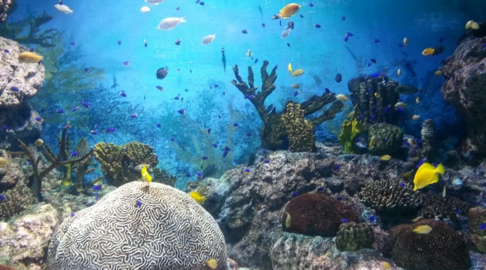school of fish in water