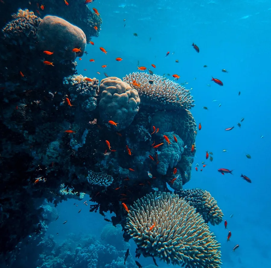 gray and black fish under water
