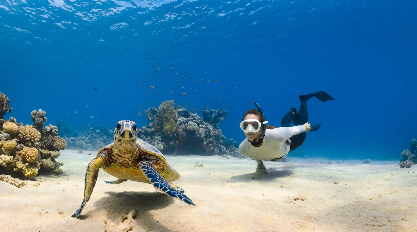 a couple of sea turtles swimming next to each other
